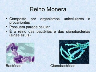 Reino Monera
• Composto por organismos unicelulares e
procariontes
• Possuem parede celular
• É o reino das bactérias e das cianobactérias
(algas azuis)
Bactérias Cianobactérias
 