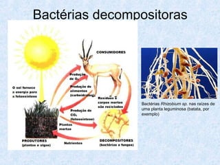 Bactérias decompositoras
Bactérias Rhizobium sp. nas raízes de
uma planta leguminosa (batata, por
exemplo)
 