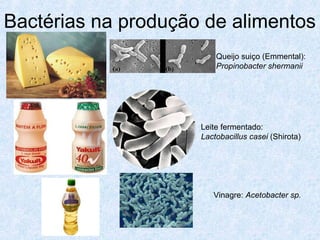 Bactérias na produção de alimentos
Queijo suiço (Emmental):
Propinobacter shermanii
Leite fermentado:
Lactobacillus casei (Shirota)
Vinagre: Acetobacter sp.
 