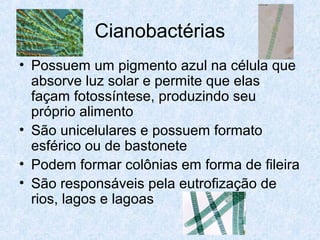 Cianobactérias
• Possuem um pigmento azul na célula que
absorve luz solar e permite que elas
façam fotossíntese, produzindo seu
próprio alimento
• São unicelulares e possuem formato
esférico ou de bastonete
• Podem formar colônias em forma de fileira
• São responsáveis pela eutrofização de
rios, lagos e lagoas
 
