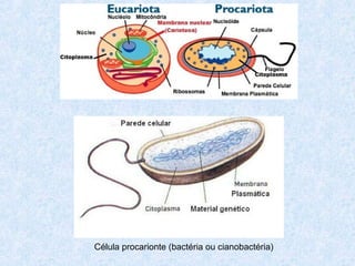 Célula procarionte (bactéria ou cianobactéria)
 