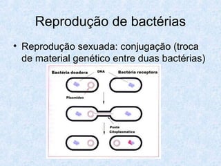 Reprodução de bactérias
• Reprodução sexuada: conjugação (troca
de material genético entre duas bactérias)
 