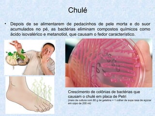 Chulé
• Depois de se alimentarem de pedacinhos de pele morta e do suor
acumulados no pé, as bactérias eliminam compostos químicos como
ácido isovalérico e metanotiol, que causam o fedor característico.
Crescimento de colônias de bactérias que
causam o chulé em placa de Petri
(meio de cultura com 80 g de gelatina + 1 colher de sopa rasa de açúcar
em copo de 200 ml)
 