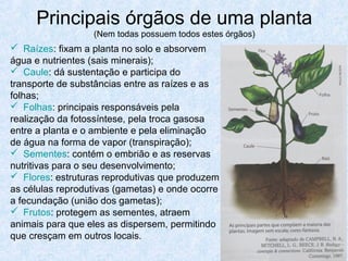 Principais órgãos de uma planta
(Nem todas possuem todos estes órgãos)

 Raízes: fixam a planta no solo e absorvem
água e nutrientes (sais minerais);
 Caule: dá sustentação e participa do
transporte de substâncias entre as raízes e as
folhas;
 Folhas: principais responsáveis pela
realização da fotossíntese, pela troca gasosa
entre a planta e o ambiente e pela eliminação
de água na forma de vapor (transpiração);
 Sementes: contém o embrião e as reservas
nutritivas para o seu desenvolvimento;
 Flores: estruturas reprodutivas que produzem
as células reprodutivas (gametas) e onde ocorre
a fecundação (união dos gametas);
 Frutos: protegem as sementes, atraem
animais para que eles as dispersem, permitindo
que cresçam em outros locais.

 