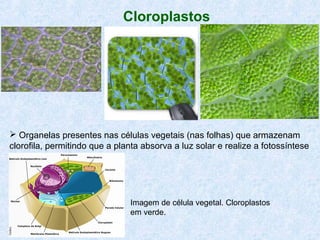 Cloroplastos

 Organelas presentes nas células vegetais (nas folhas) que armazenam
clorofila, permitindo que a planta absorva a luz solar e realize a fotossíntese

Imagem de célula vegetal. Cloroplastos
em verde.

 