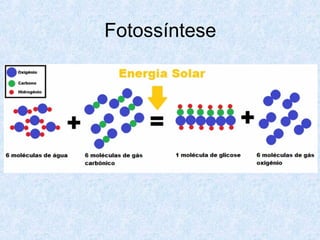 Fotossíntese

 