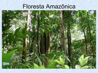 Floresta Amazônica

 