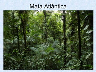 Mata Atlântica

 