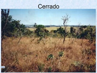 Cerrado

 