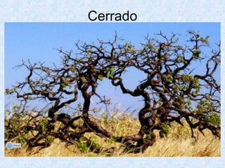 Cerrado

 