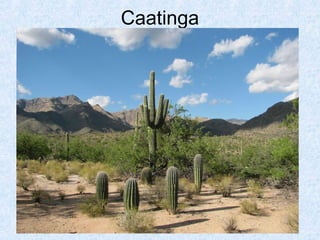 Caatinga

 