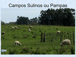 Campos Sulinos ou Pampas

 