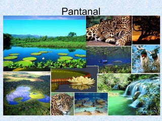 Pantanal

 
