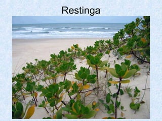 Restinga

 