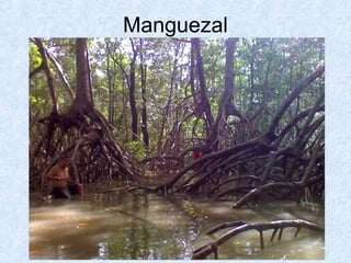 Manguezal

 