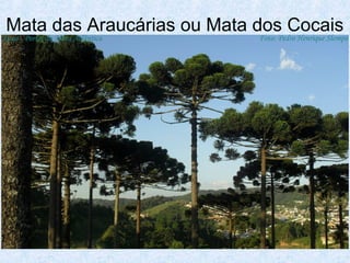 Mata das Araucárias ou Mata dos Cocais

 