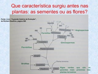 Que característica surgiu antes nas
plantas: as sementes ou as flores?
Fonte: Livro “A grande história da Evolução”,
de Richard Dawkins, página 585

Angiospermas
Pteridófitas

Gimnospermas
Pteridófitas

Briófitas
Algas verdes que são as
parentes mais próximas das
plantas terrestres

 