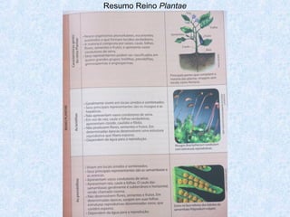 Resumo Reino Plantae

 