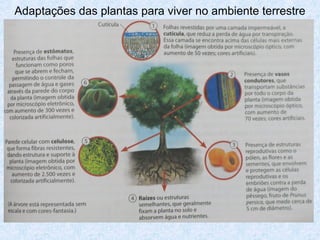 Adaptações das plantas para viver no ambiente terrestre

 
