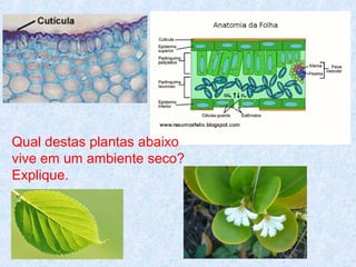 Qual destas plantas abaixo
vive em um ambiente seco?
Explique.

 
