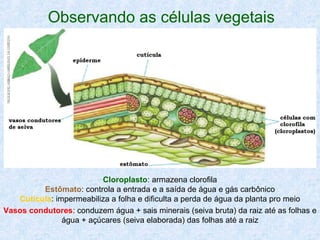 Observando as células vegetais

Cloroplasto: armazena clorofila
Estômato: controla a entrada e a saída de água e gás carbônico
Cutícula: impermeabiliza a folha e dificulta a perda de água da planta pro meio
Vasos condutores: conduzem água + sais minerais (seiva bruta) da raiz até as folhas e
água + açúcares (seiva elaborada) das folhas até a raiz

 
