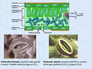 Estômato fechado (quando está quente
e seco): impede saída de água e CO2

Estômato aberto (quando está frio e úmido):
entra gás carbônico (CO2) e água (H2O)

 