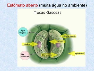 Estômato aberto (muita água no ambiente)

 