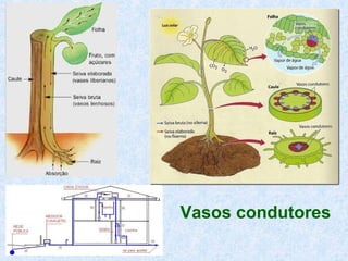 Vasos condutores

 