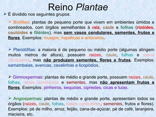 Reino Plantae

 É dividido nos seguintes grupos:

 Briófitas: plantas de pequeno porte que vivem em ambientes úmidos e
sombreados, com órgãos semelhantes à raiz, caule e folhas (rizóides,
caulóides e filóides), mas sem vasos condutores, sementes, frutos e
flores. Exemplos: musgos, hepáticas e antóceros.
 Pteridófitas: a maioria é de pequeno ou médio porte (algumas atingem
muitos metros de altura), possuem raízes, caule, folhas e vasos
condutores, mas não produzem sementes, flores e frutos. Exemplos:
samambaias, avencas, cavalinhas e licopódios.
 Gimnospermas: plantas de médio e grande porte, possuem raízes, caule,
folhas, vasos condutores e sementes, mas não apresentam frutos e
flores. Exemplos: pinheiros, sequoias, ciprestes, cicas e tuias.
 Angiospermas: plantas de médio e grande porte, apresentam todos os
órgãos (raízes, caule, folhas, vasos condutores, sementes, frutos e flores).
Exemplos: pé de milho, arroz, feijão, cana-de-açúcar, pé de café, laranjeira,
macieira, etc.

 