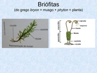 Briófitas
(do grego bryon = musgo + phyton = planta)

 