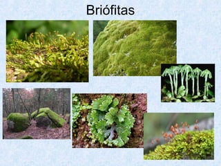 Briófitas

 