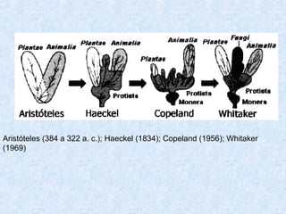 Aristóteles (384 a 322 a. c.); Haeckel (1834); Copeland (1956); Whitaker
(1969)

 