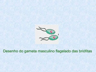 Desenho do gameta masculino flagelado das briófitas

 