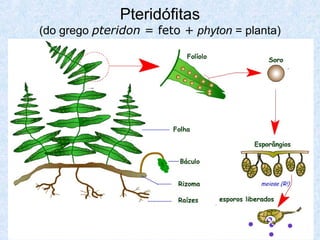 Pteridófitas

(do grego pteridon = feto + phyton = planta)

 