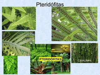 Pteridófitas

 
