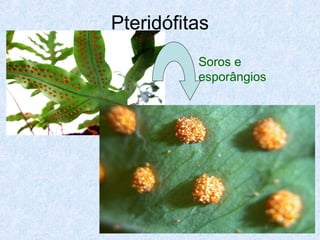 Pteridófitas
Soros e
esporângios

 