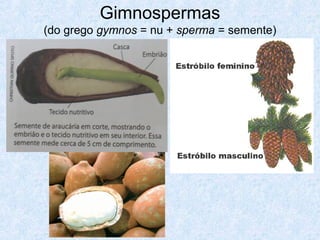 Gimnospermas
(do grego gymnos = nu + sperma = semente)

 