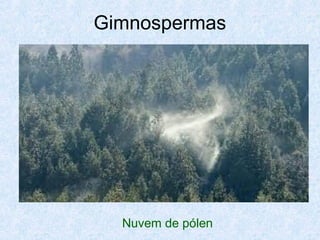 Gimnospermas

Nuvem de pólen

 