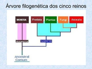 Árvore filogenética dos cinco reinos

 