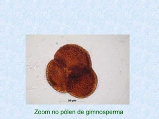 Zoom no pólen de gimnosperma

 