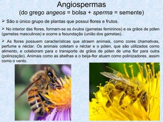 Angiospermas
(do grego angeos = bolsa + sperma = semente)
 São o único grupo de plantas que possui flores e frutos.
 No interior das flores, formam-se os óvulos (gametas femininos) e os grãos de pólen
(gametas masculinos) e ocorre a fecundação (união dos gametas).
 As flores possuem características que atraem animais, como cores chamativas,
perfume e néctar. Os animais coletam o néctar e o pólen, que são utilizados como
alimento, e colaboram para o transporte de grãos de pólen de uma flor para outra
(polinização). Animais como as abelhas e o beija-flor atuam como polinizadores, assim
como o vento.

 