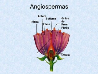 Angiospermas

 