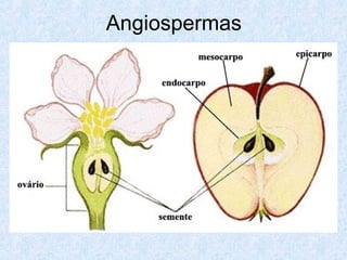 Angiospermas

 