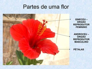 Partes de uma flor
GINECEU –
ÓRGÃO
REPRODUTOR
FEMININO
ANDROCEU –
ÓRGÃO
REPRODUTOR
MASCULINO
PÉTALAS

 