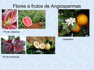 Flores e frutos de Angiospermas

Pé de melancia
Laranjeira

Pé de maracujá

 