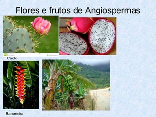 Flores e frutos de Angiospermas

Cacto

Bananeira

 