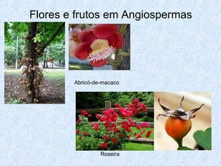 Flores e frutos em Angiospermas

Abricó-de-macaco

Roseira

 
