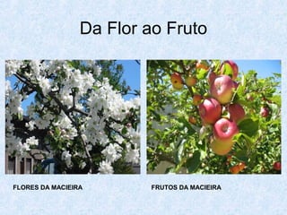 Da Flor ao Fruto

FLORES DA MACIEIRA

FRUTOS DA MACIEIRA

 