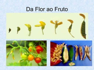 Da Flor ao Fruto

 