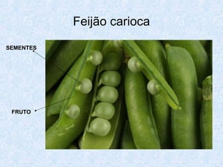 Feijão carioca
SEMENTES

FRUTO

 